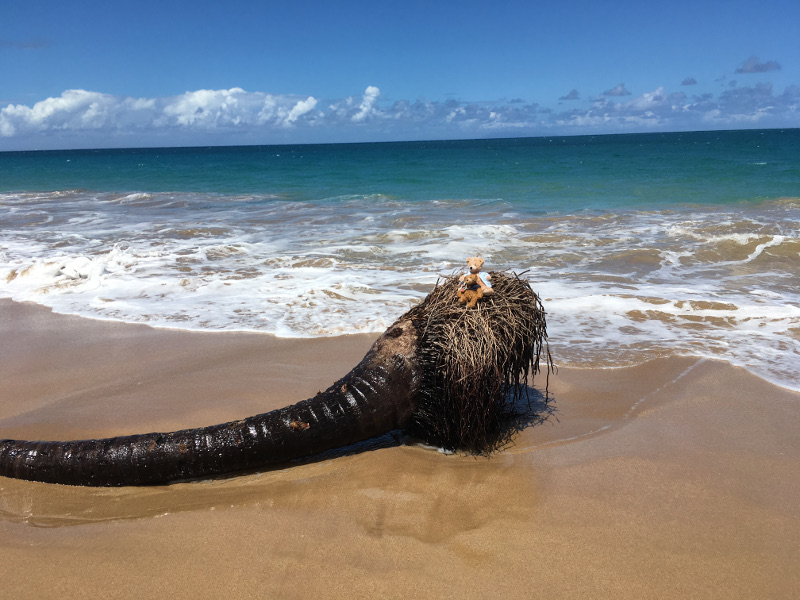 Guadeloupe - February 2019