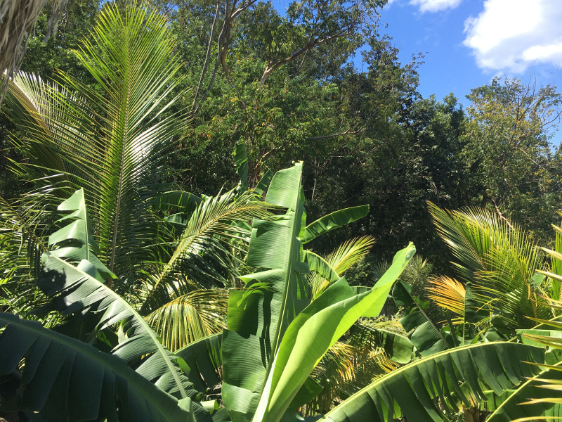 Guadeloupe - February 2019